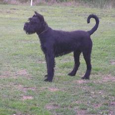 Riesenschnauzer mirko