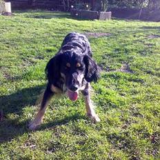 Blanding af racer Molly