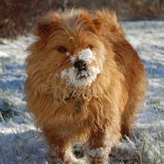 Blanding af racer Møffe 