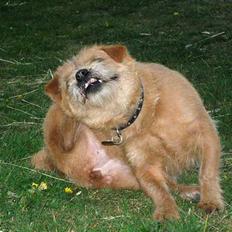 Blanding af racer Møffe 