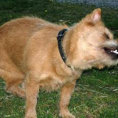 Blanding af racer Møffe 