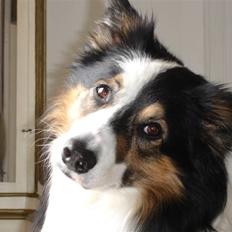 Border collie Darwin