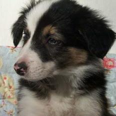 Border collie Darwin