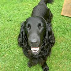 Flat coated retriever † Aladin - RIP †