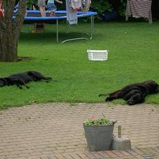 Flat coated retriever † Aladin - RIP †