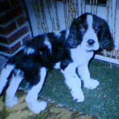 Cocker spaniel Tarzan gevet tilbage :'(