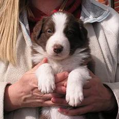 Border collie Asasara Du Er Prima