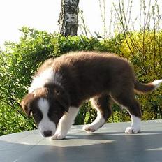 Border collie Asasara Du Er Prima