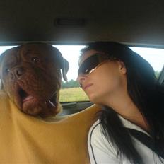 Dogue de bordeaux Kriton