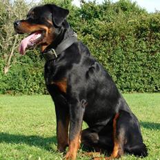 Rottweiler jack