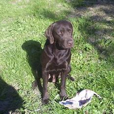 Labrador retriever Buster(væk s. 28/4-2007)