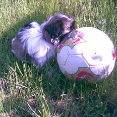 Shih tzu malu og milla her