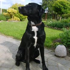 Blanding af racer Buster