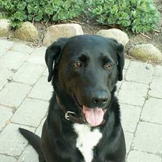 Blanding af racer Buster