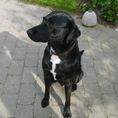 Blanding af racer Buster