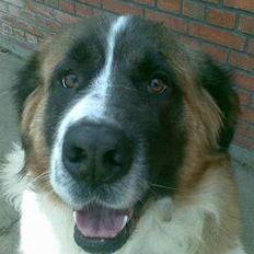 Sankt bernhardshund Mozart