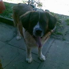 Sankt bernhardshund Mozart