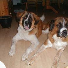 Sankt bernhardshund Mozart