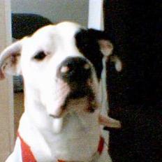 Blanding af racer Liam oconner