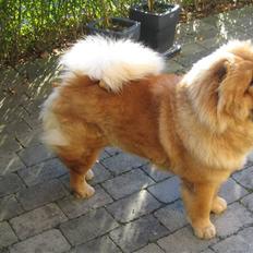 Chow chow watong * NYE BILLEDER*