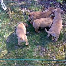 Staffordshire bull terrier Missy