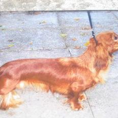 Dværggravhund Ganto