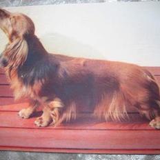 Dværggravhund Ganto