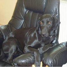 Blanding af racer Nelly