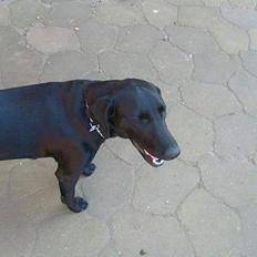 Blanding af racer Nelly