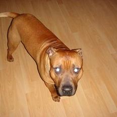 Amerikansk staffordshire terrier Basse.