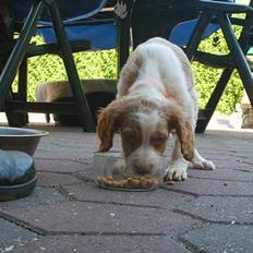 Breton Rex ~ NYE BILLEDER