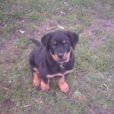 Rottweiler REX