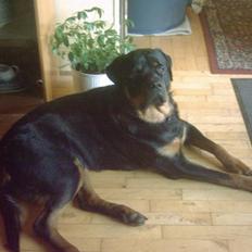 Rottweiler REX