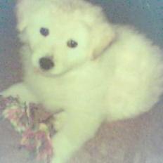 Blanding af racer soffie/ soffe