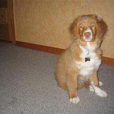 Nova scotia duck tolling retriever Løvmosen´s Red Percy