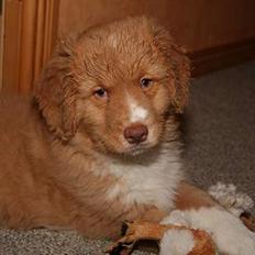 Nova scotia duck tolling retriever Løvmosen´s Red Percy