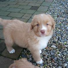 Nova scotia duck tolling retriever Løvmosen´s Red Percy