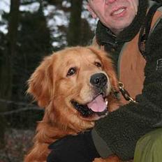 Golden retriever August