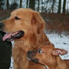 Golden retriever August