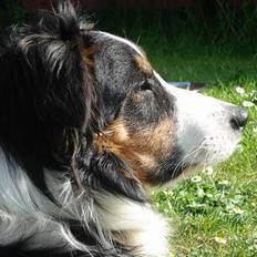 Border collie Jock (Targie)