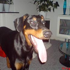 Dobermann Tarzan R.I.P - MY LOVE