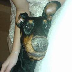 Dobermann Tarzan R.I.P - MY LOVE