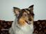 Shetland sheepdog Tulle (Har født 8 hvalpe) - er vi ikke snart færdige, vil nusses nu...
