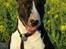 Bullterrier                     Jazzy - Den 4. Maj 2007