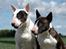 Bullterrier                     Jazzy - Den 17. Maj 2007