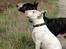 Bullterrier                     Jazzy - Jazzy med sin datter Amy :0) Den 20. August 2008