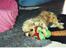 Shih tzu Emma R.I.P