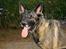 Schæferhund Kumani Athena