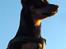 Dvaergpinscher Lille Lua Kahlúa