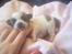 Chihuahua Niño